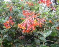lonicera sempervirens wbee.jpg